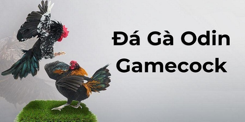 Thương hiệu danh tiếng Odin GameCock đang có mặt tại đá gà SV66